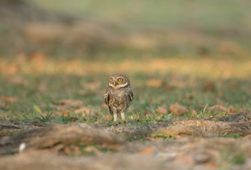 Spotted owlet, Athene brama in the park of Thailand