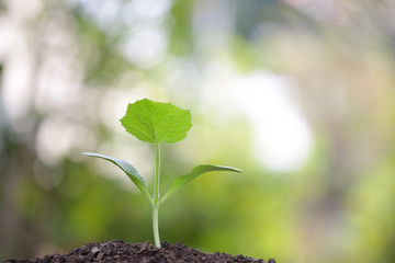 Growing tree