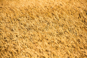 Golden wheat field