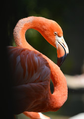 Profile of a Coral Colored Flamingo