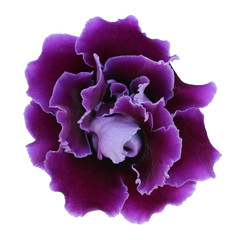 Obraz premium Violet gloxinia isolated on a white background