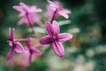A Pink Flower