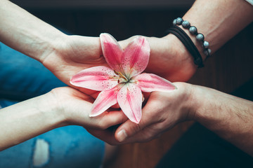Closeup hands of man and woman holding pink red flower lily together, view from top above, romantic...