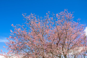 the blurred of Prunus cerasoides flower on blue sky background. pink sakura thailand