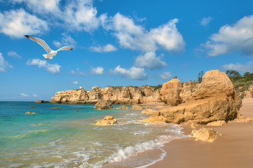 Seagull flying over golden beach near Albufeira, Portugal