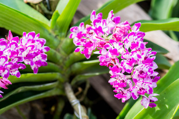 rhynchostylis gigantea orchid flowers