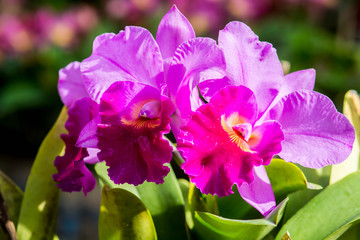 Cattleya Orchid Flower