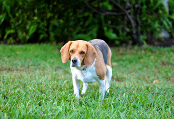 Beagle