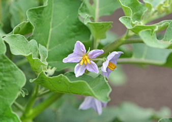 Sparrow's Brinjal flower on tree Thai herb, Blur and select focus at center