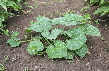 young pumpkin trees at natural open air garden
