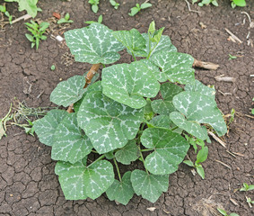 young pumpkin trees at natural open air garden