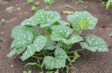young pumpkin trees at natural open air garden