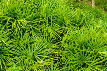 green slender lady palm tree