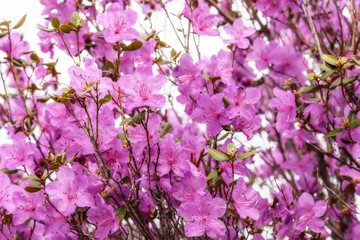rhododendron flowers magenta background