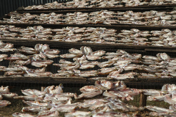 Dried fish at fisherman village