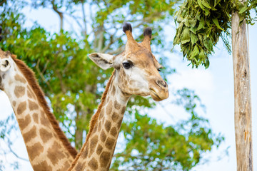 closeup giraffe head
