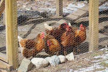 chicken coop in back yard in residential area