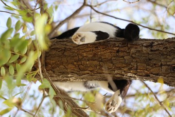 Obraz na płótnie Canvas sleeping cat in tree