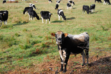 close up on cows in the farm