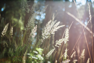 Natural Blurred Bokeh Background