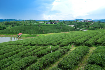 Green tea plantation landscape, Choui Fong tea plantation, Thailand.