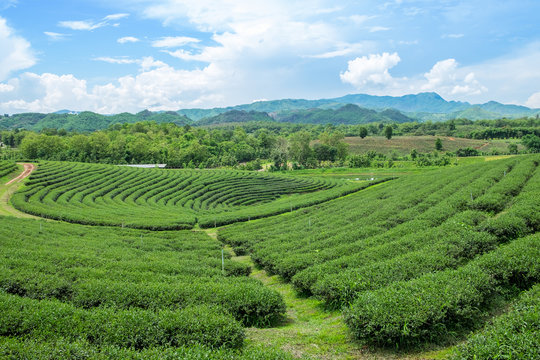 Green tea plantation landscape, Choui Fong tea plantation, Thailand.