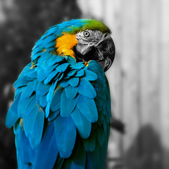 Macaw parrot portrait square composition eye contact close up shot