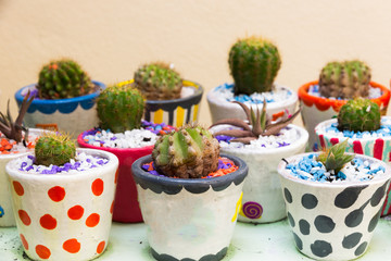 Cactus in a pot isolated on white background.