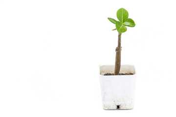 Cactus in a pot isolated on white background.