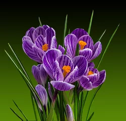 Photo sur Plexiglas Crocus Crocus de fleurs de printemps