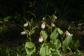 a group of wild Mountain Lady's Slipper orchids (Cypripedium montanum) in the Blue Mountains of...