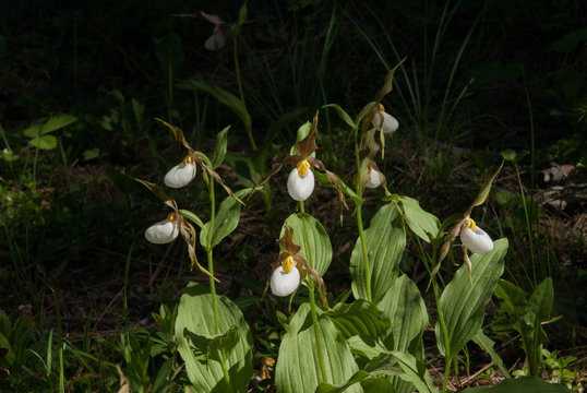 A Group Of Wild Mountain Lady's Slipper Orchids (Cypripedium Montanum) In The Blue Mountains Of Oregon