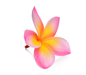 Fototapeta premium frangipani flowers isolated on white background