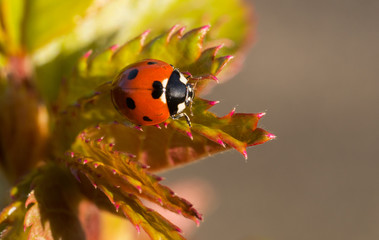 Seven spotted ladybug on new spring foliage, top view