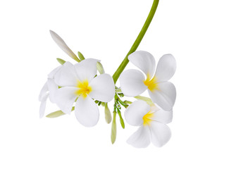 white frangipani isolated on white background