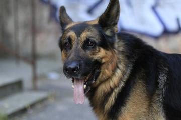 Dog german shepherd in a summer day
