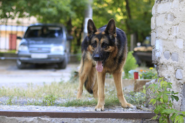 Dog german shepherd is on the steps in a summer day