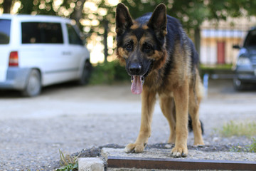 Dog german shepherd is on the steps in a summer day