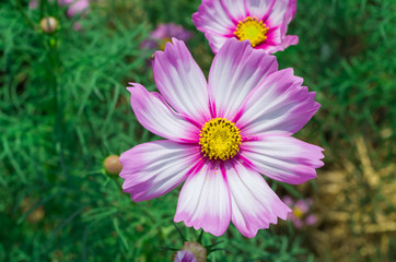 Cosmos flowers in the garden.Bloom bright colors