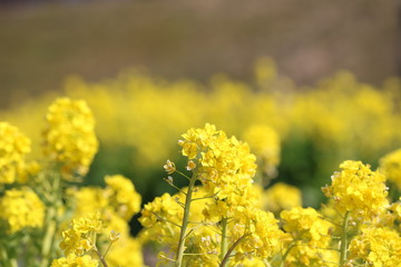 菜の花畑
