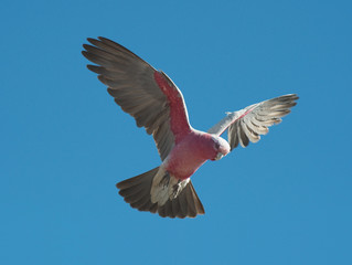 Obraz premium pink and gray galah
