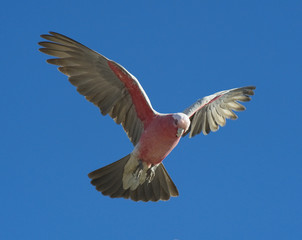 pink and gray galah