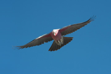 pink and gray galah