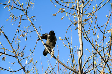Crow on tree branches and blue sky