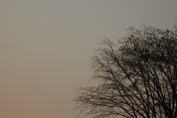 Silhouette leaves and trees with the sunset forest view