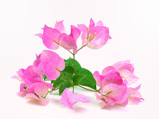 Pink blooming bougainvillea