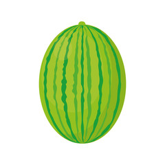 watermelon juicy fruit healthy vector illustration eps 10