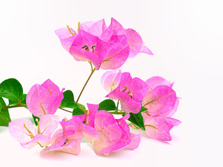 Pink blooming bougainvillea
