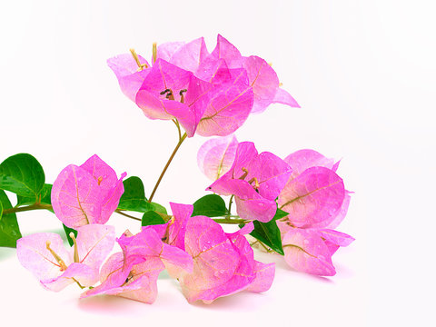 Pink blooming bougainvillea