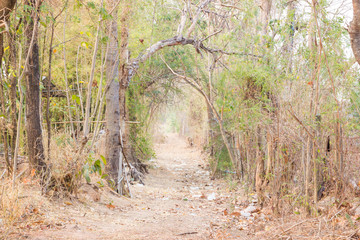 road in countryside with trees in thailand